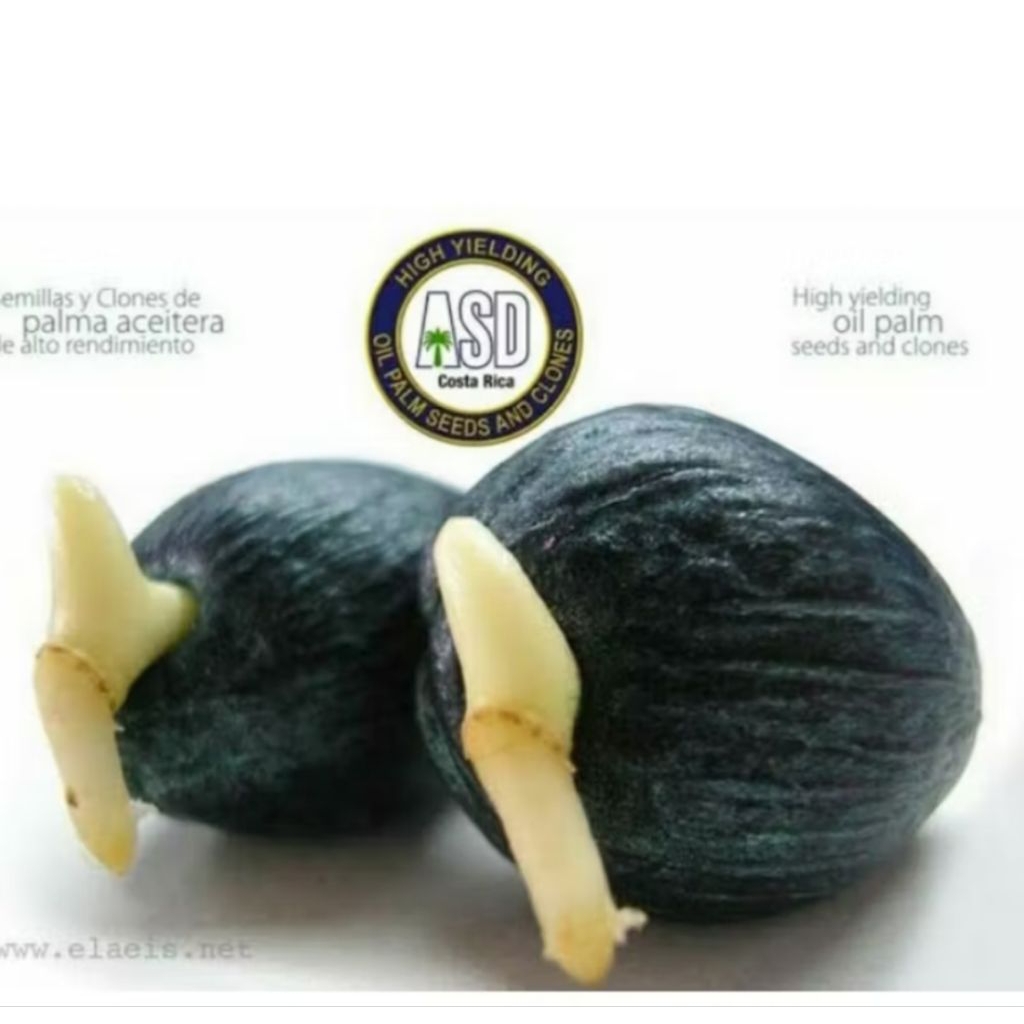 Benih sawit unggul COSTARIKA/KOSTARIKA THEMBA
