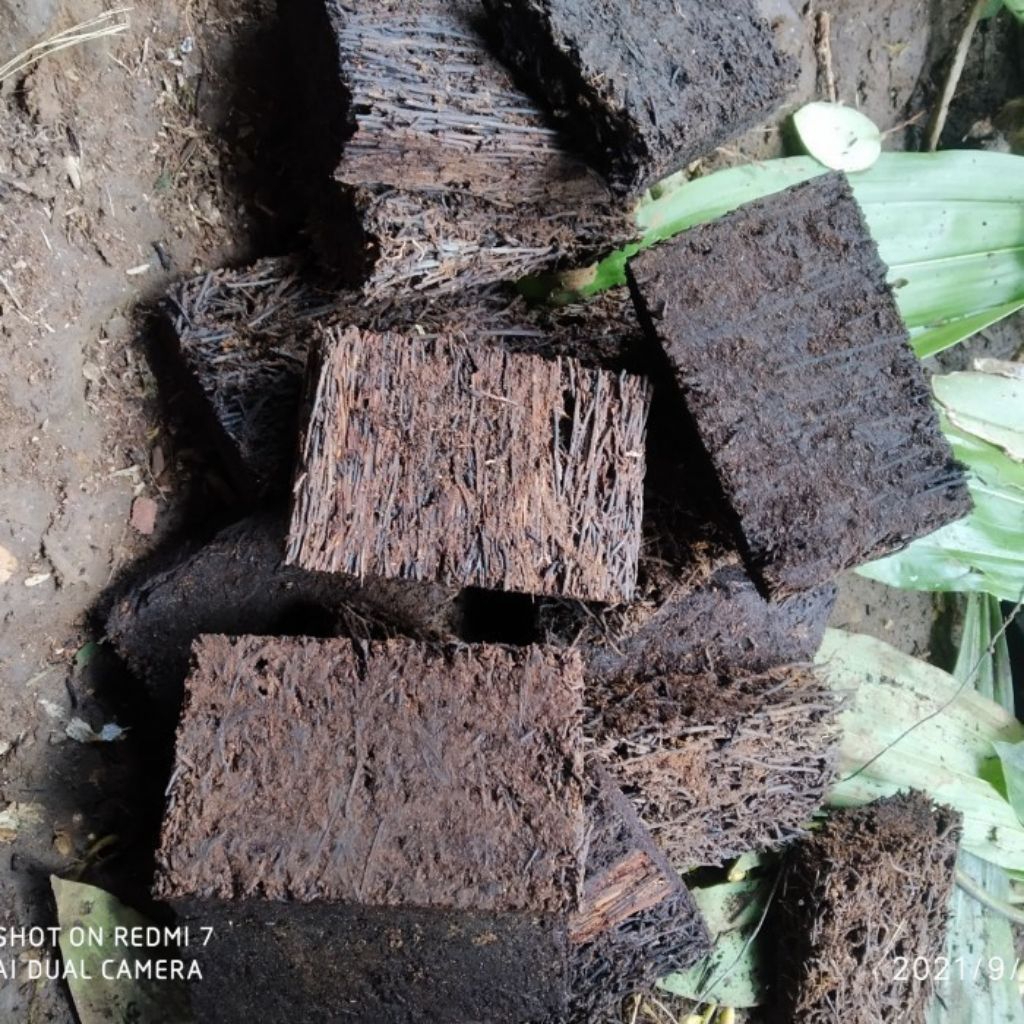 Akar pakis media tanam anggrek panjang 20cm lebar 12cm