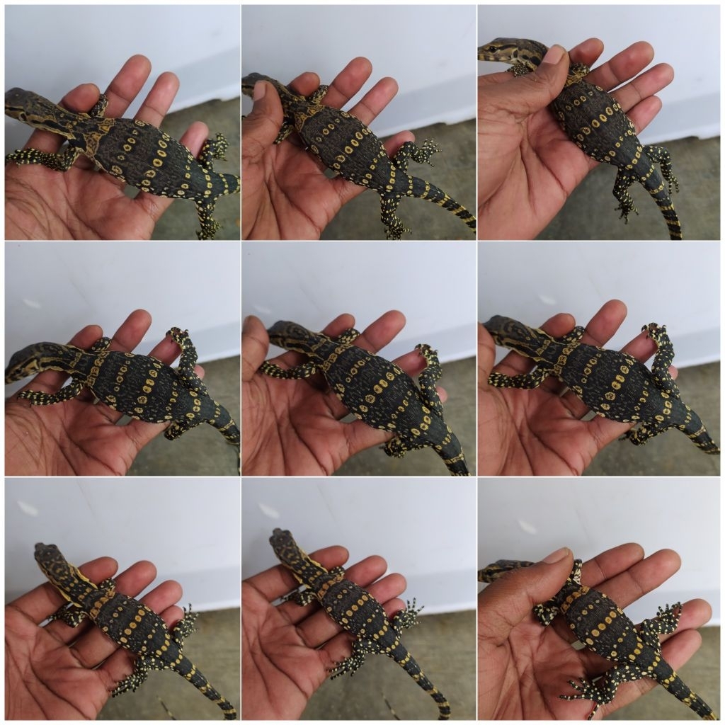 PROMO SUPER MURAH | VARANUS SALVATOR JAWA | SALVA  BABY | BIAWAK | MOTIF RANDOM