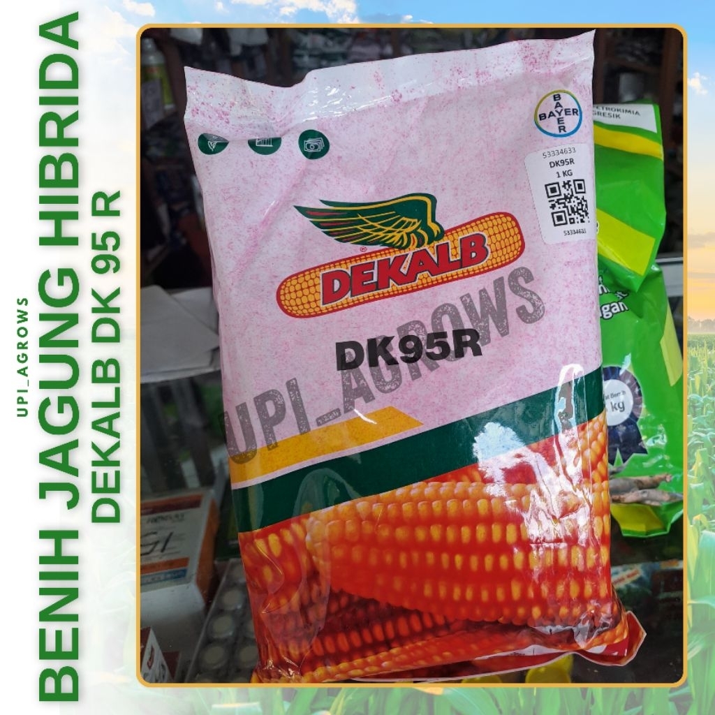 Jagung Hibrida Unggul Dekalb DK 95 R