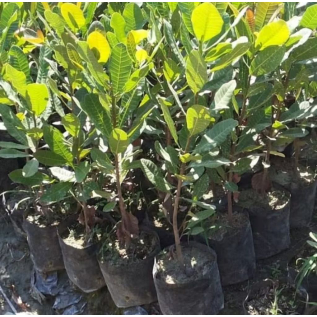 Bibit Pohon Jambu Mente / Jambu Monyet