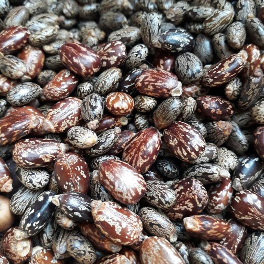 Biji Jarak (Black Castor) 100pcs Ricinus communis | Biji Jarak / Benih Jarak Pagar