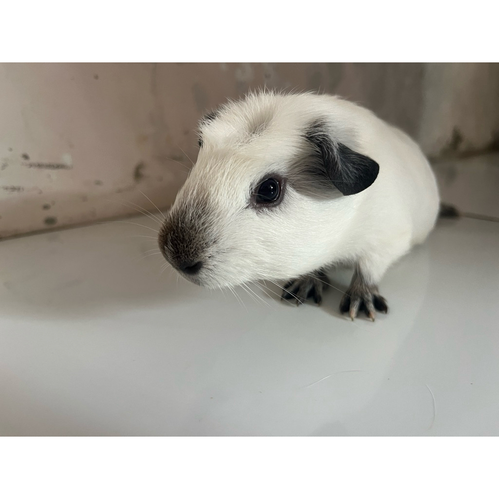guinea pig marmut hias california crested
