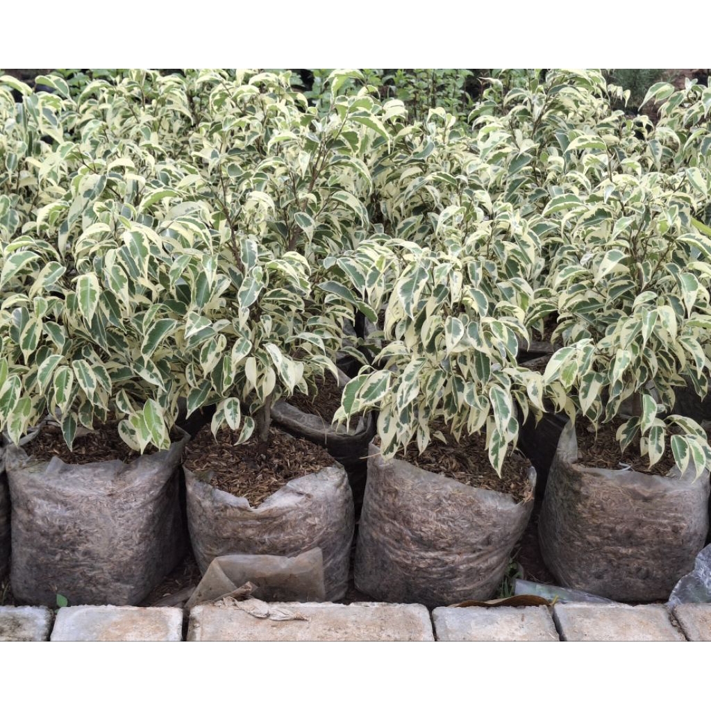 Pohon Beringin Putih Bahan Bonsai Beringin Putih Rimbun