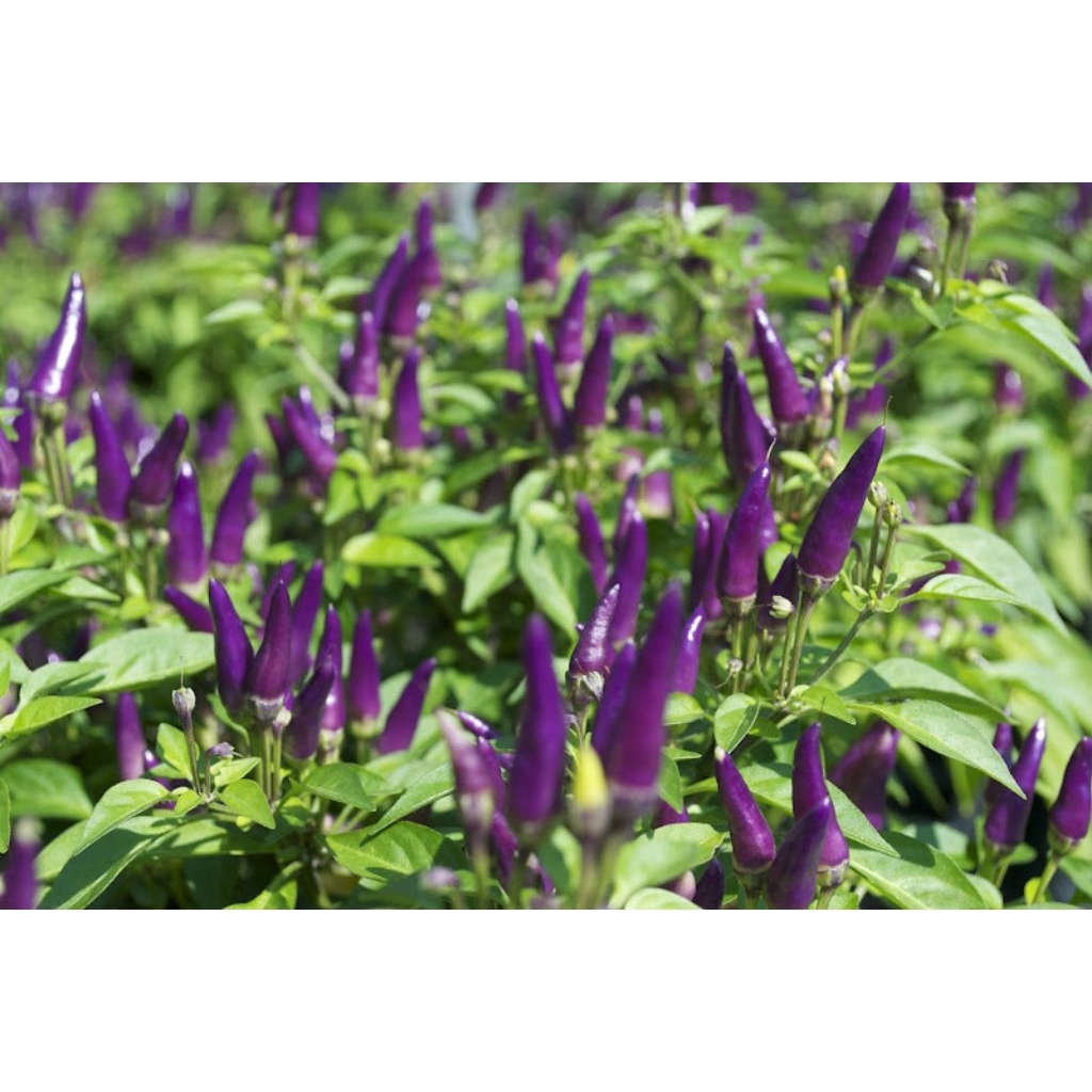 ( 10 butir ) biji/benih cabe ungu