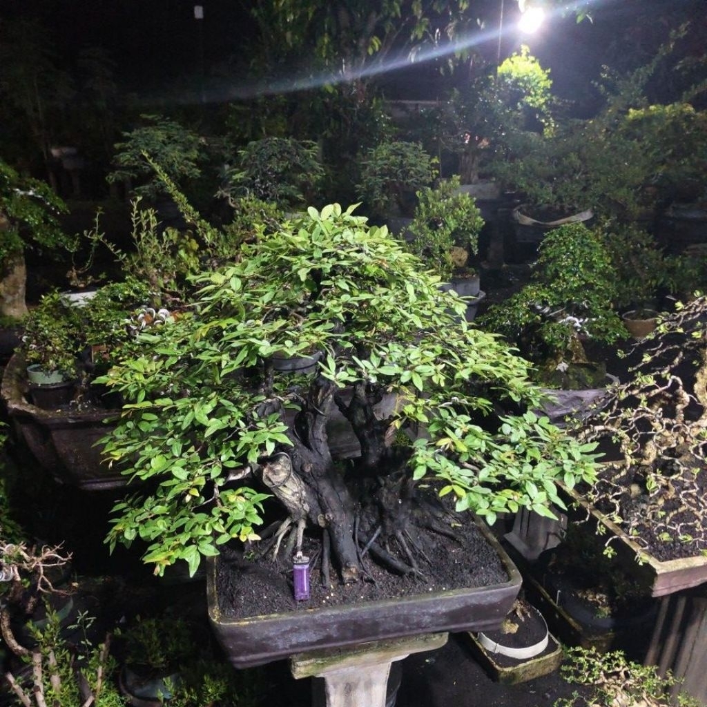 BONSAI MUSTAM SESUAI FOTO