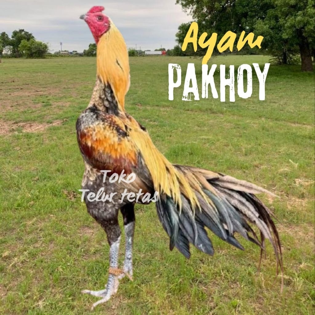 telur ayam pakhoy full brakot drumband untuk ditetaskan