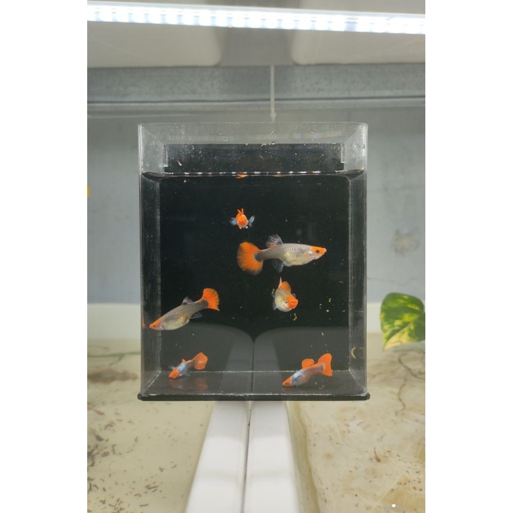 pakan Guppy prtde koi