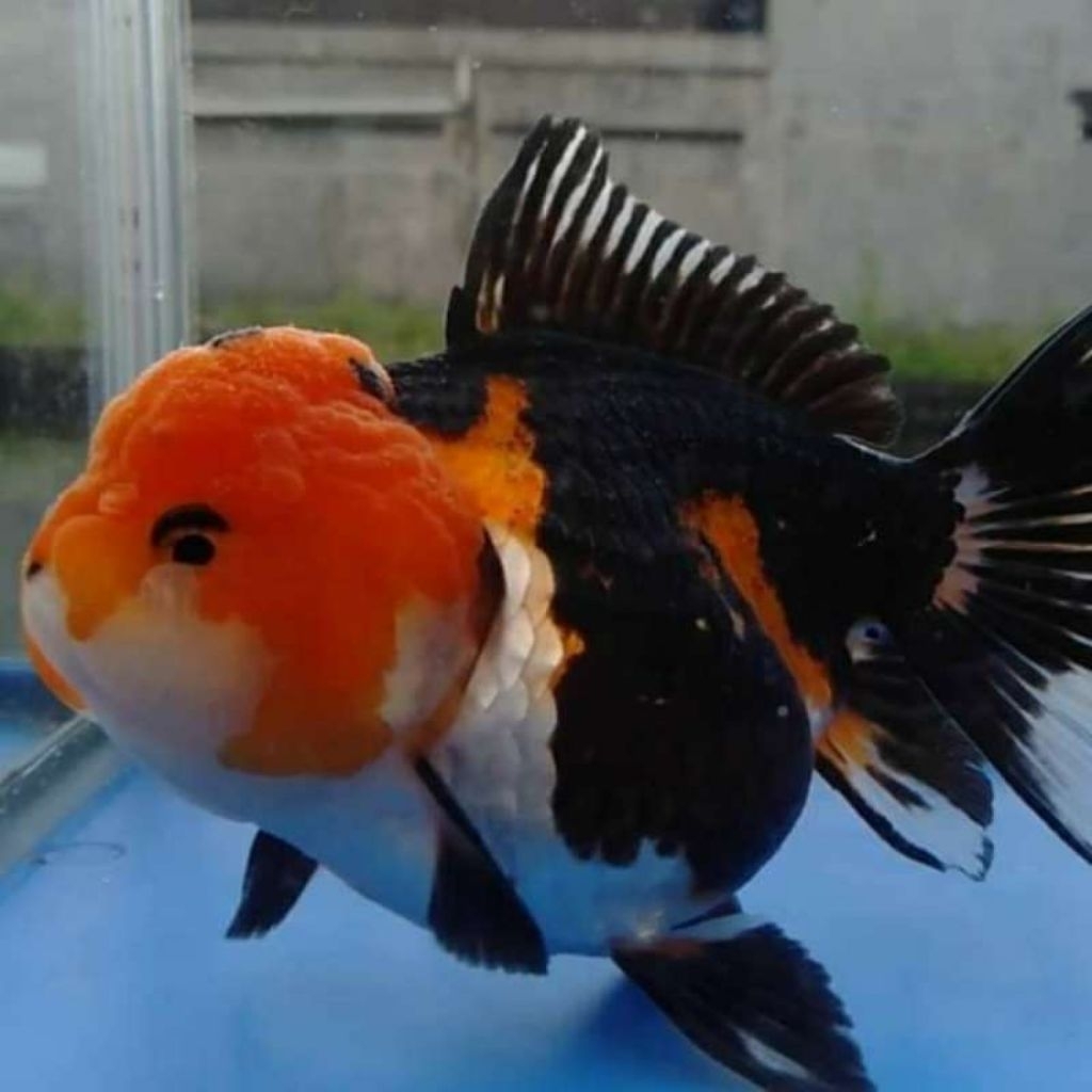 ikan koki panda tricollor size jumbo