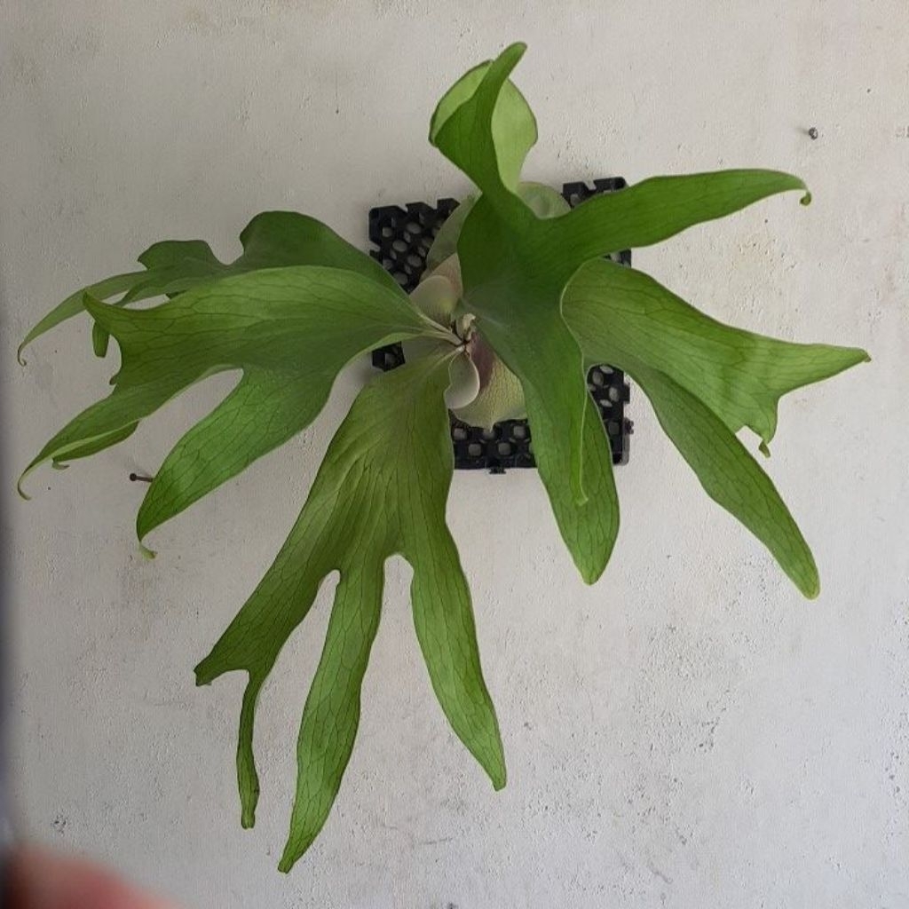 platycerium hilli papuanium