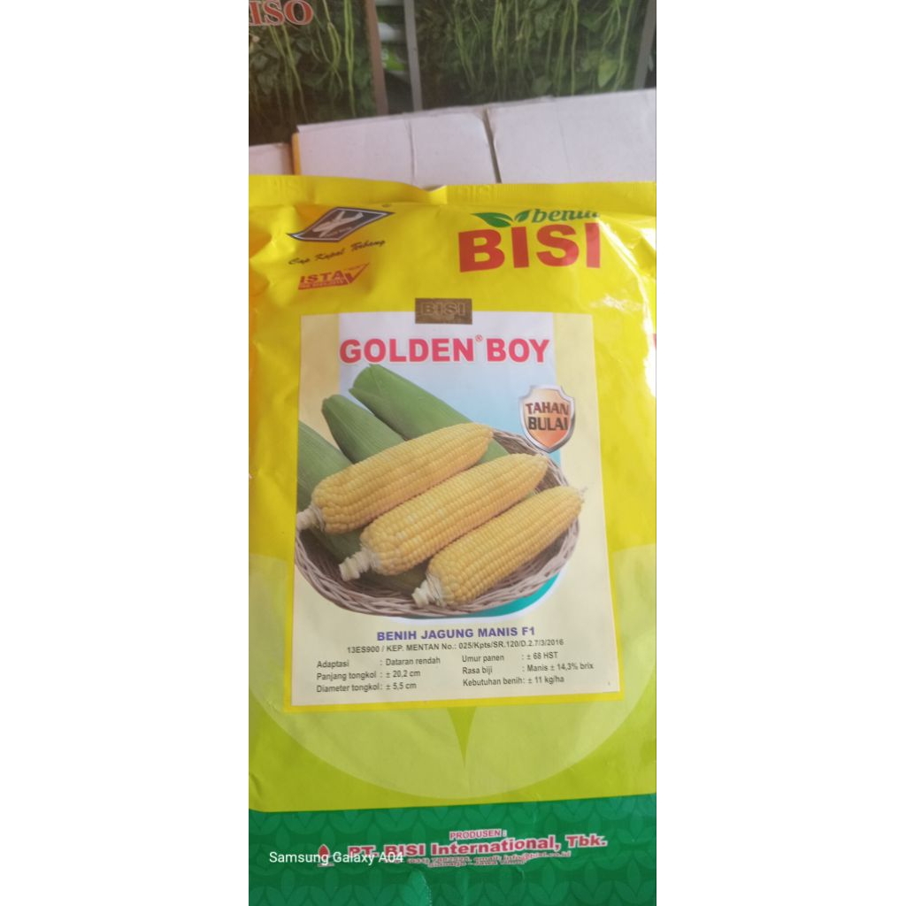 bibit jagung manis golden boy