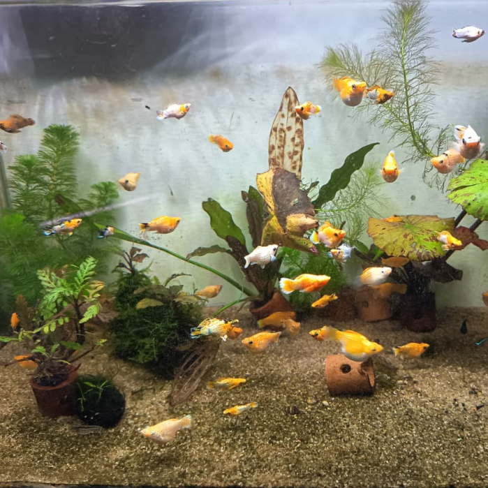 Molly Hybrid Mix (Golden Dust / Lemonade / Thailand)