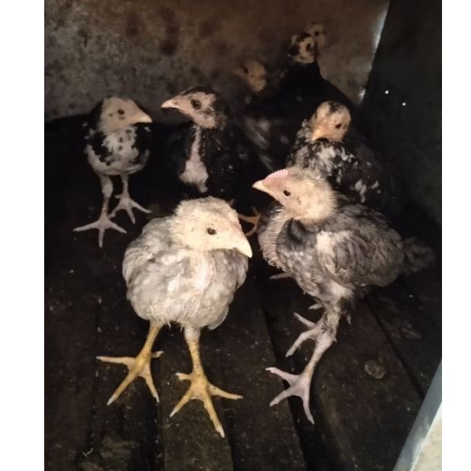 ANAK AYAM BIRMA TELUR BIRU