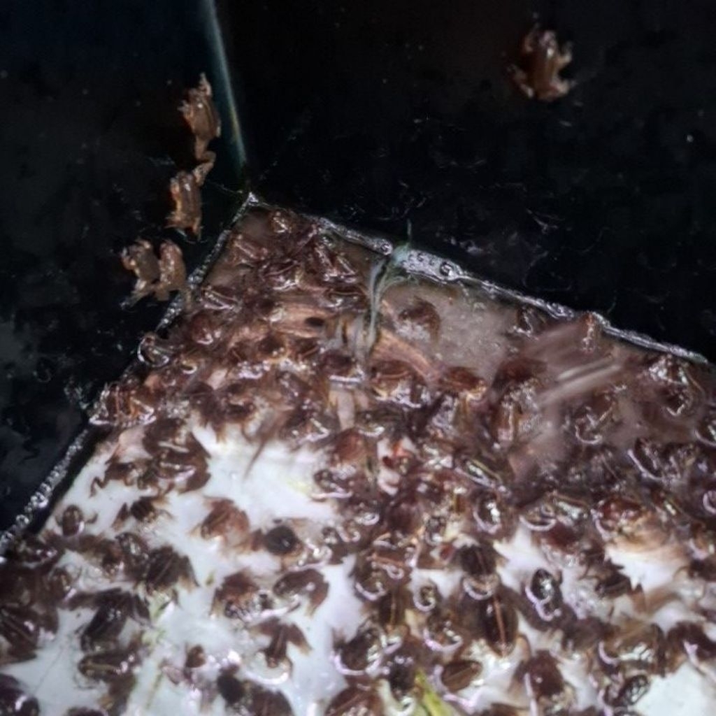 katak air kodok leavis bukan bancet / katak sawah