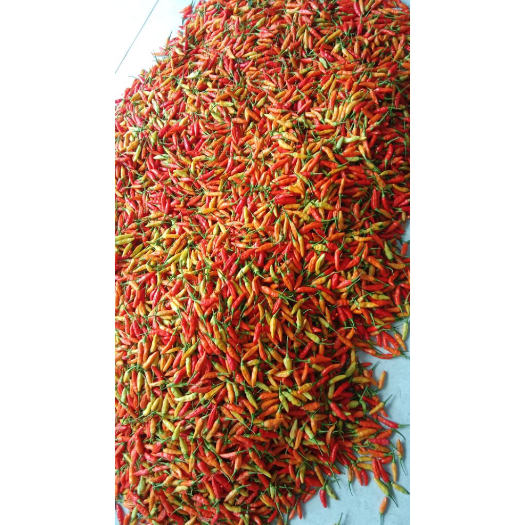 Cabe Rawit Sret Ori Super