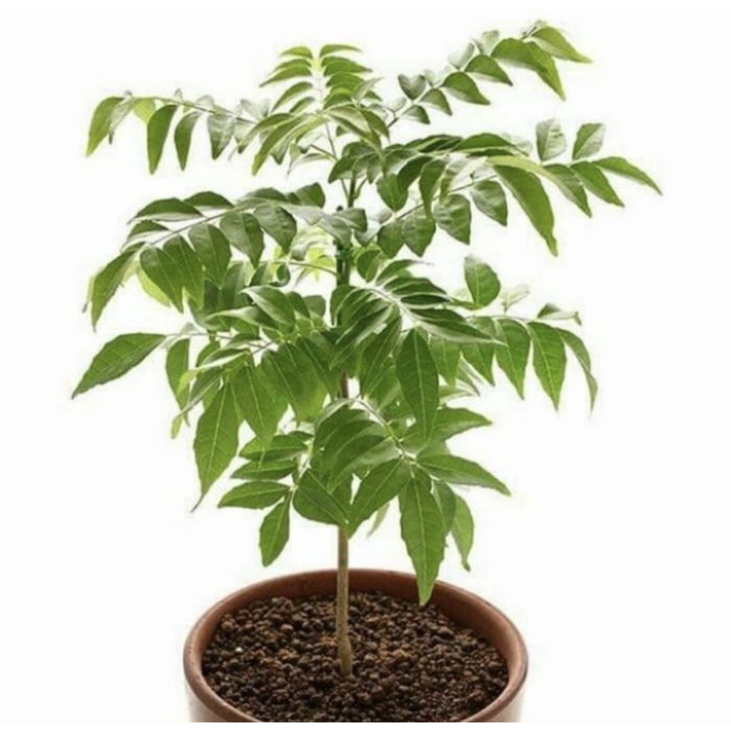 Pohon Salam Koja / Pohon Kari Bibit Tanaman Pohon Daun Salam Koja / Daun Kari