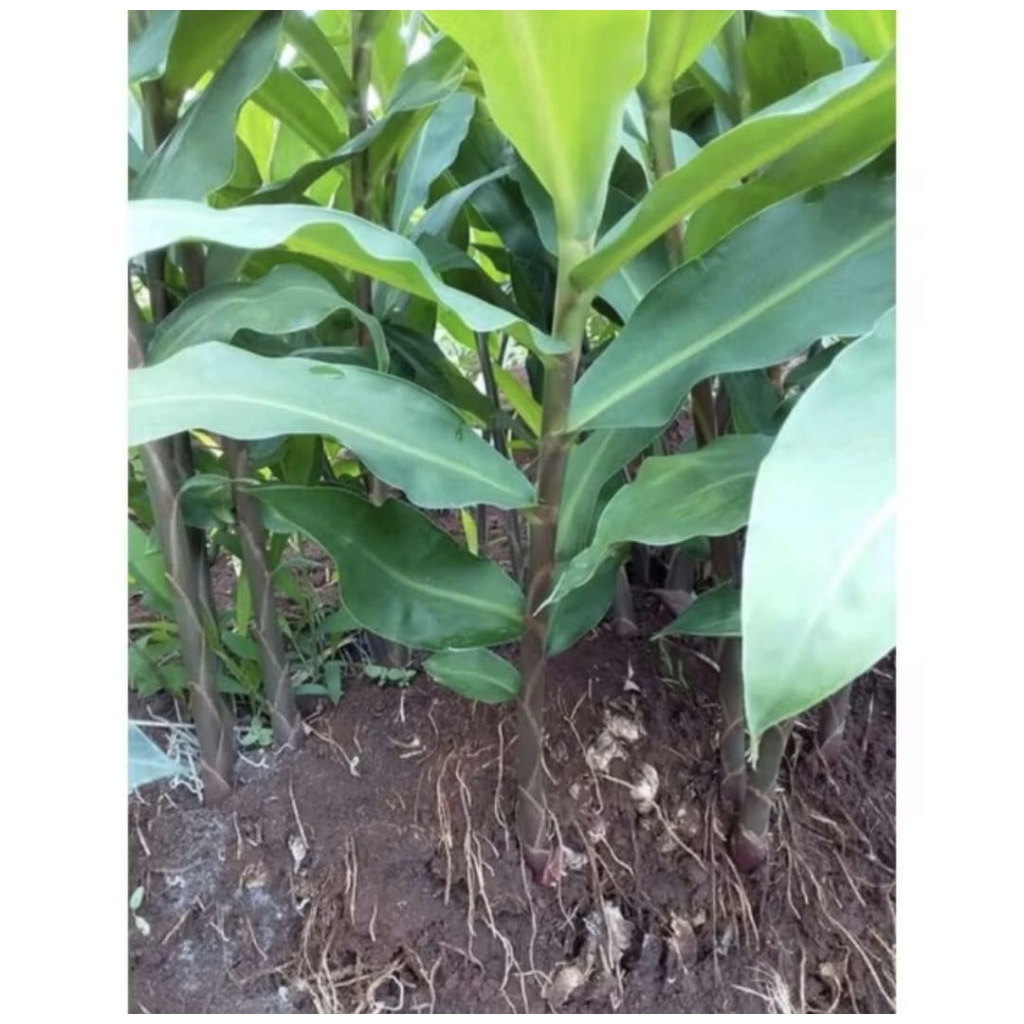 Pohon Lempuyang Tanaman Herbal Pohon Lempuyang