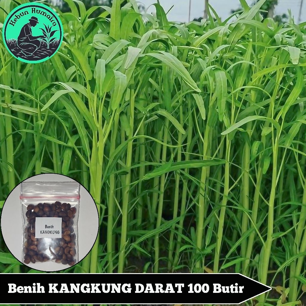 Benih Kangkung Darat 100 Butir Kangkung Sayur Benih Unggul