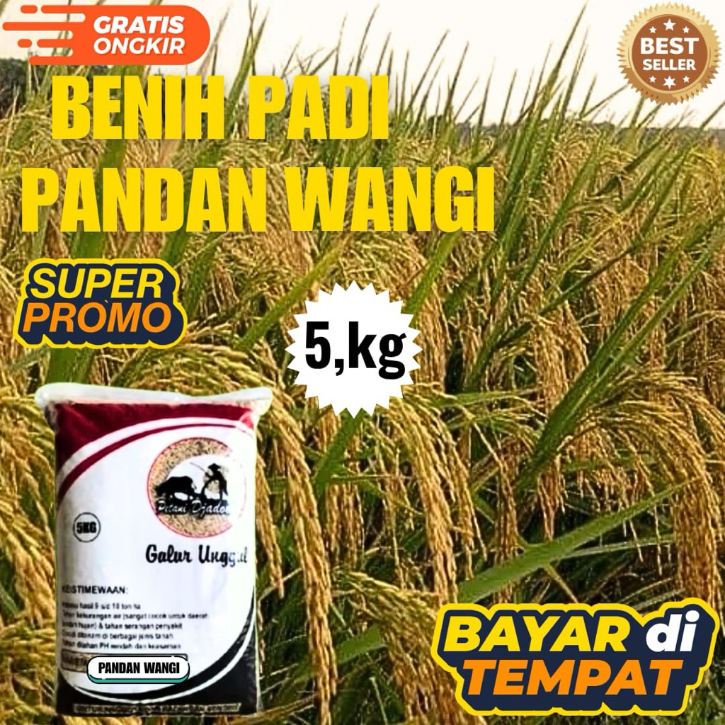 BENIH PADI PANDAN WANGI KEMASAN 5kg BENIH PADI KUALITAS ORIGINAL