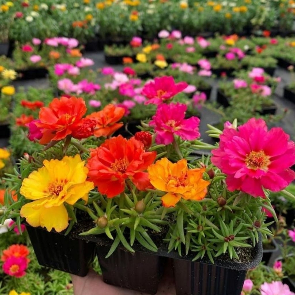 Bibit Krokot Sutra Bombay 10 Batang  Bunga Warna Warni Cerah Cepat Berbunga Mudah Dirawat