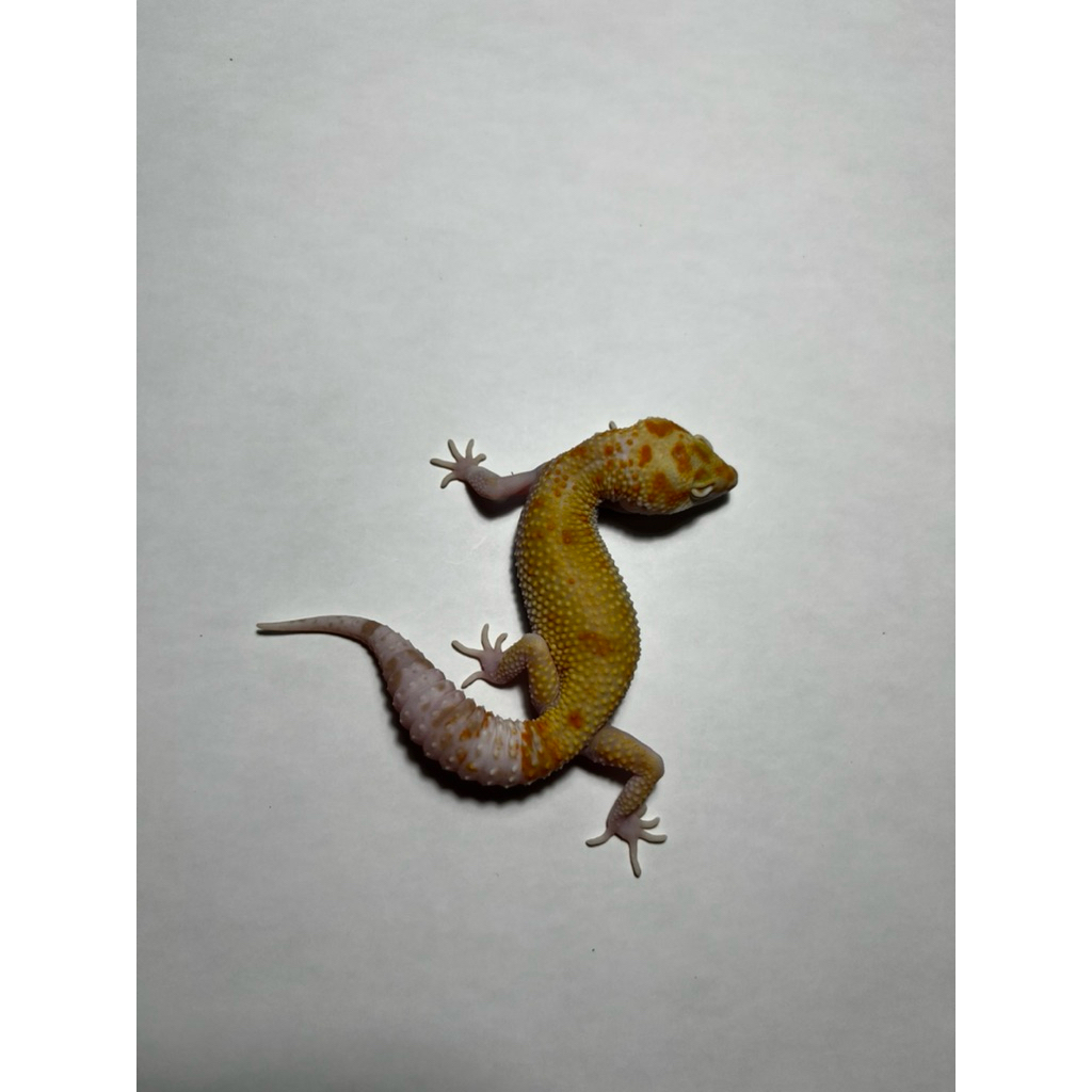 Hiasan Leopard Gecko White and Yellow Tremper