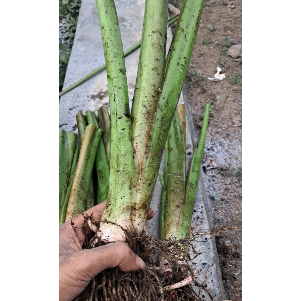 BIBIT TALAS PRATAMA 2 BENIH TALAS PRATAMA 2