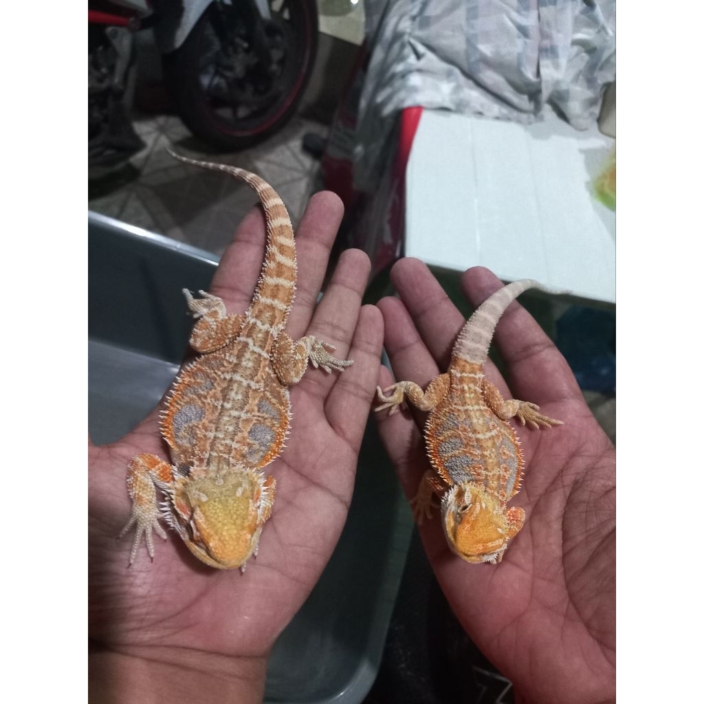 juve bearded dragon (sepasang)