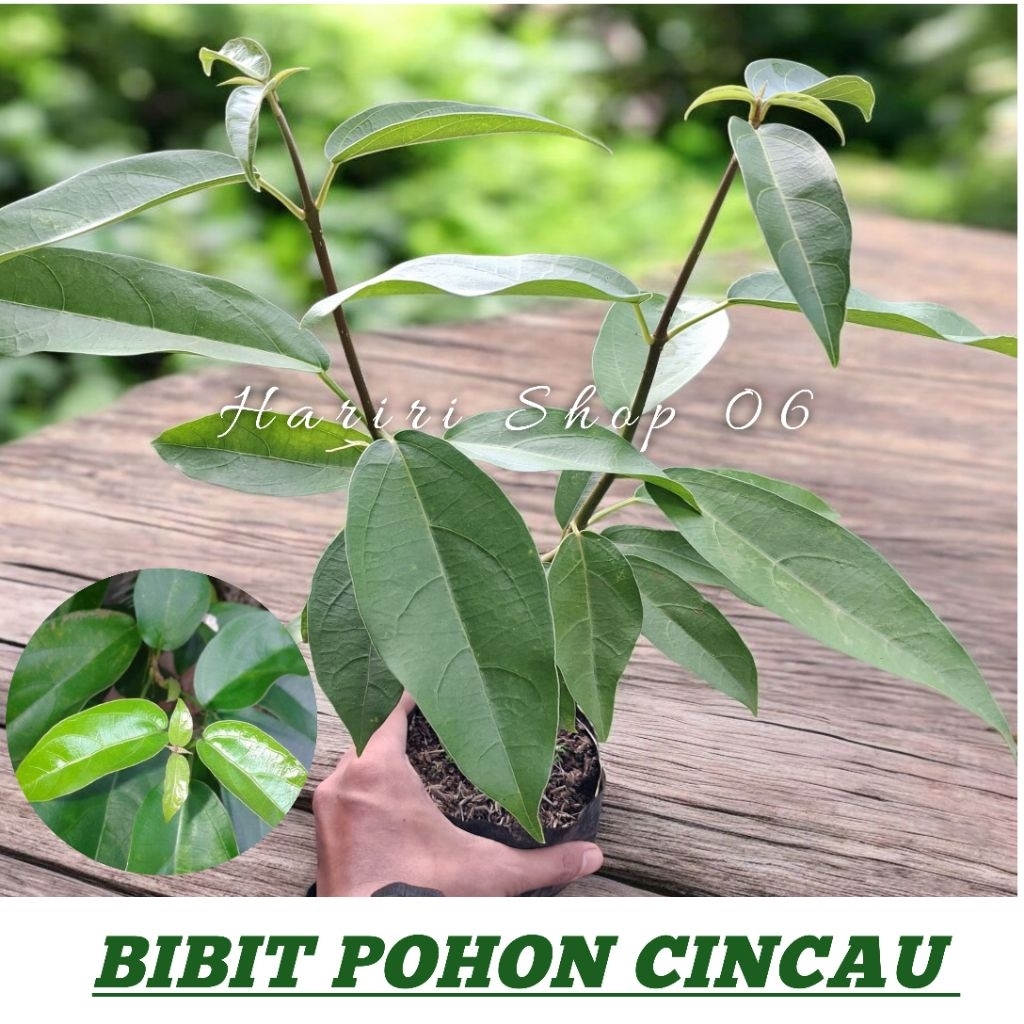 Bibit Pohon Cincau/BIBIT POHON CINCAU HIJAU PERDU/BIBIT POHON CINCAU