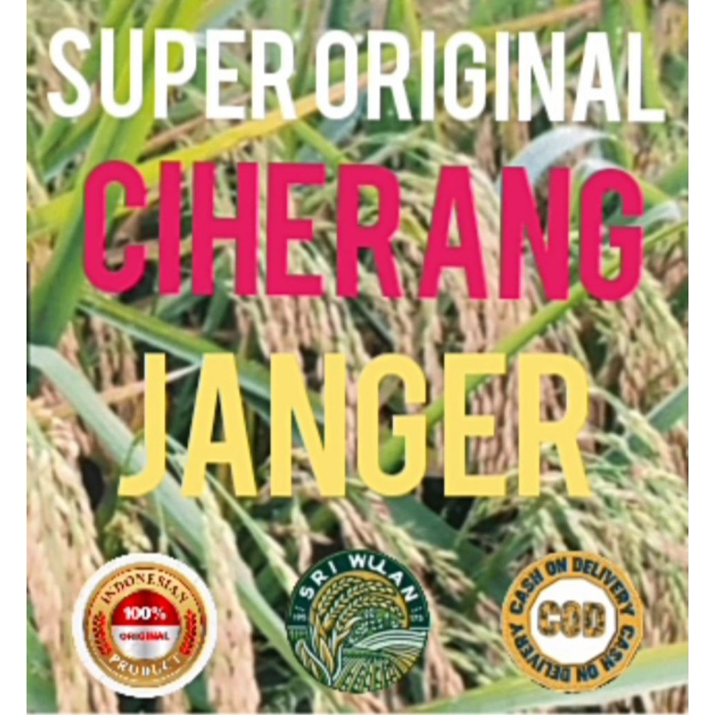 BENIH PADI KUALITAS ORIGINAL CIHERANG JANGER KEMASAN 5KG