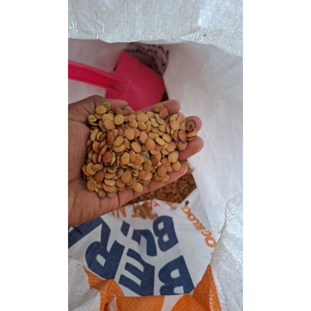 benih biji gamal / clirisidi