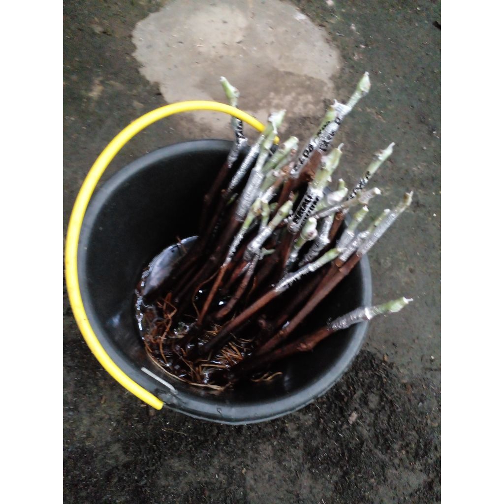 cutting grafting Anggur import valid  jenis ninel dengan rostok so4