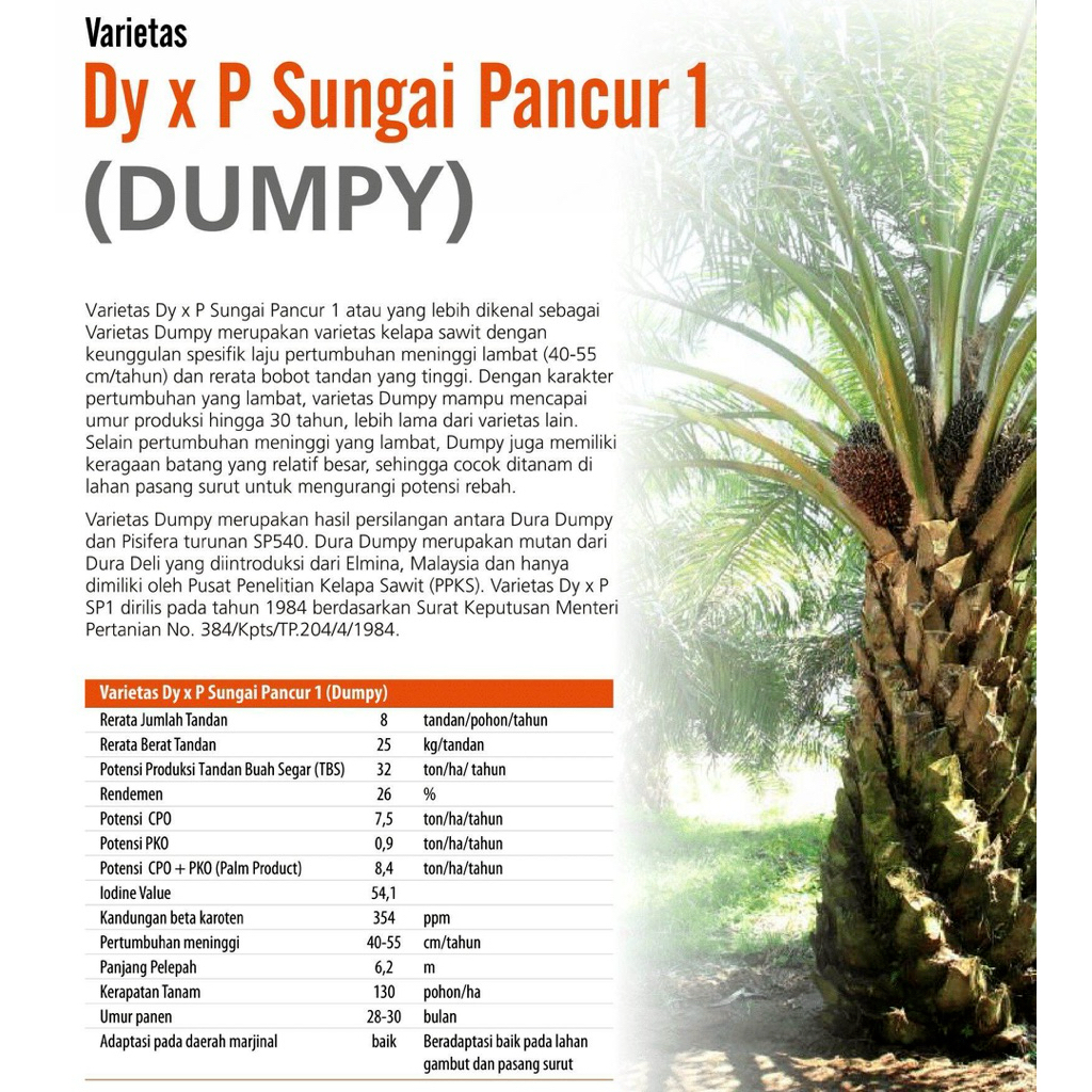 KECAMBAH DXP PPKS (DUMPY) SERTIFIKAT