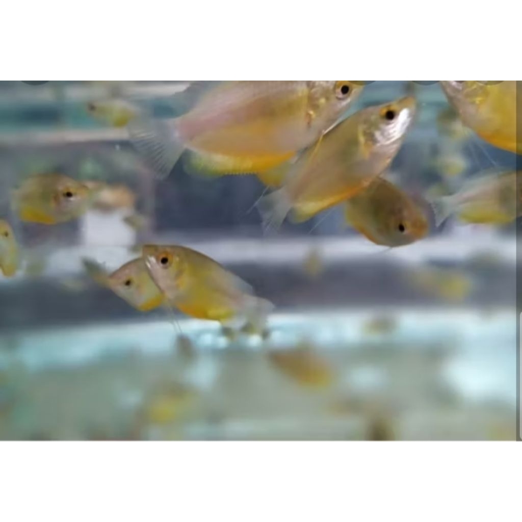 hiasan untuk akuarium ikan hias sepat madu akuascape