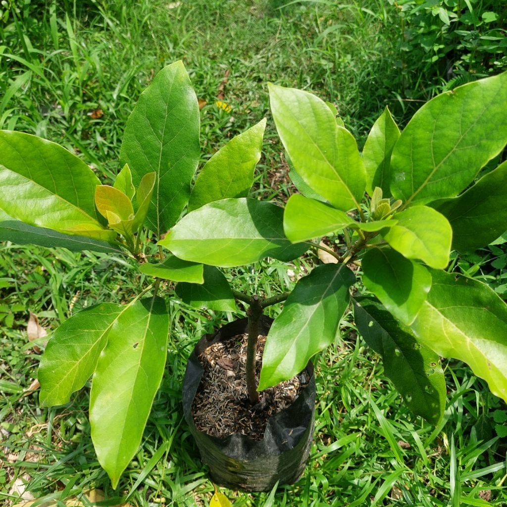 bibit alpukat swy 02 valid