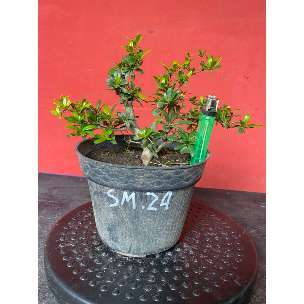 Bahan Bonsai Black Olive sm24