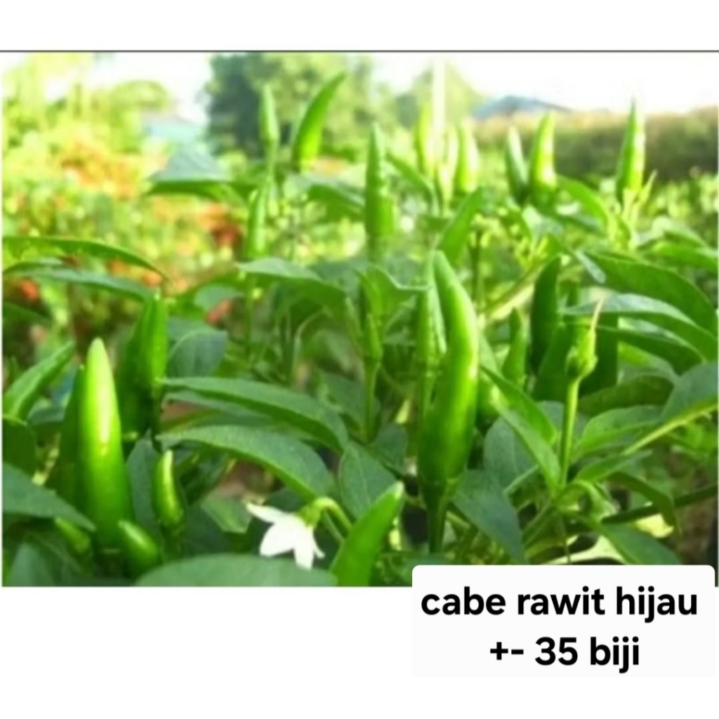 Bisa COD - Cabe Rawit Hijau 35 biji bibit seed Benih Cabe Rawit Hijau Unggul Sayuran