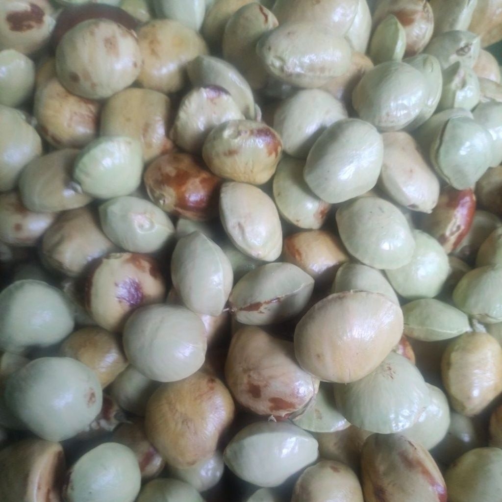 Jengkol kupas/jengkol kulitan... bisa request jengkol muda/tua