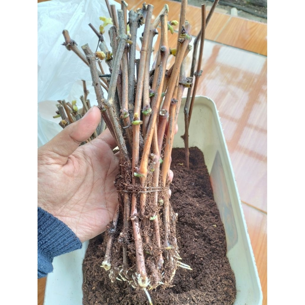 cutting anggur import 1paket 35pcs