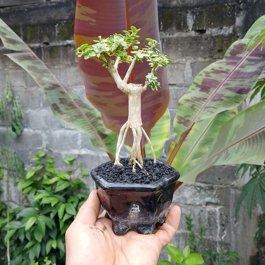 Bonsai mame mungil sancang variegata