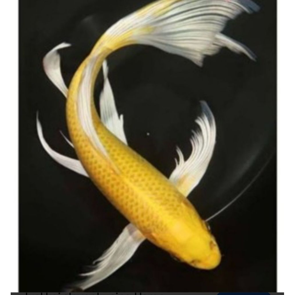 Slayer Ogon super series isi 20ekor