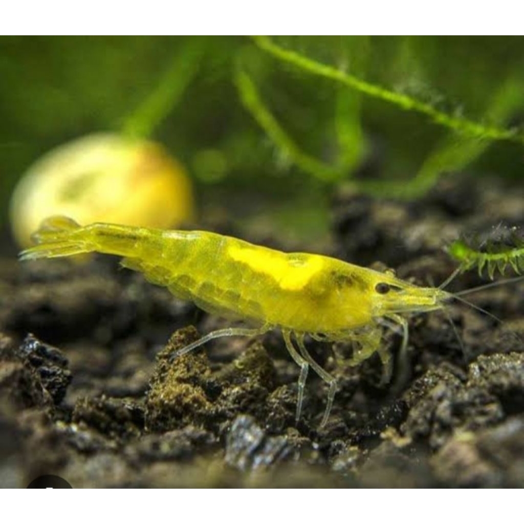 Udang Hias Air Tawar Yellow Shrimp Hiasan Akuarium