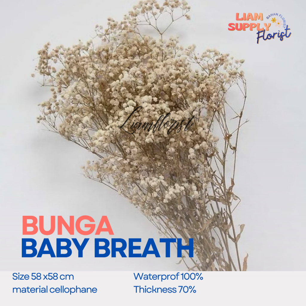 Baby Breath Preseved Cream | Dried Flower Baby Breath preseved | Bunga Kering Baby Breath Asli Dried