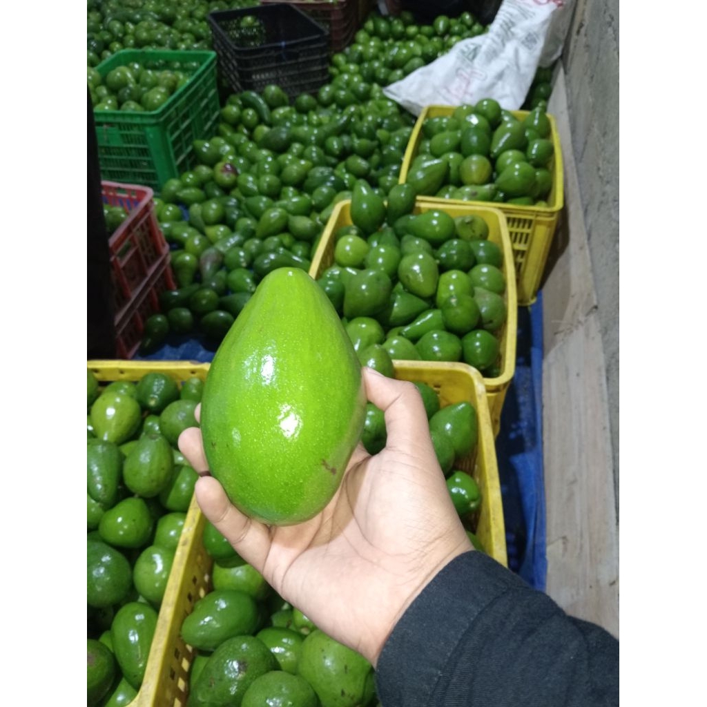 APUKAT MENTEGA SEDANG