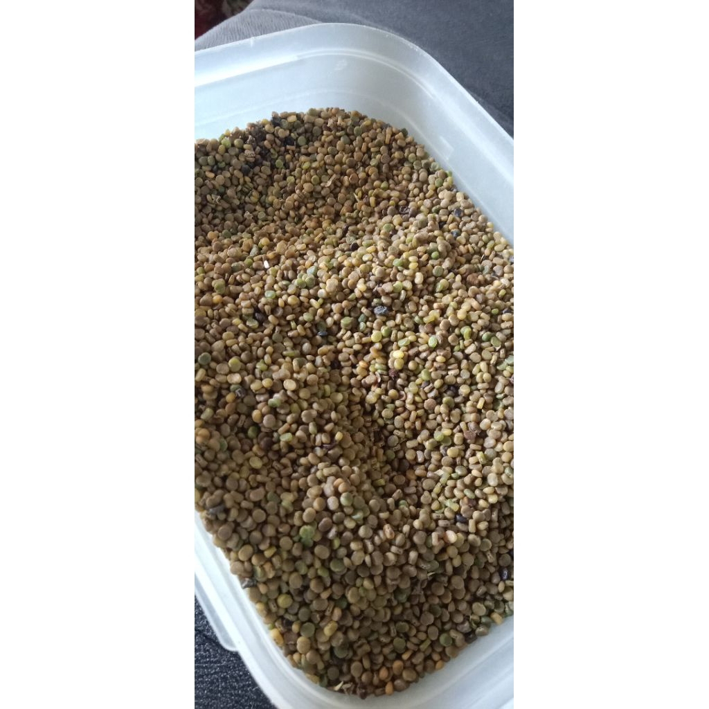 BENIH INDIGOFERA ISI ratusan biji untuk pakan kambing/ternak dijamin termurah