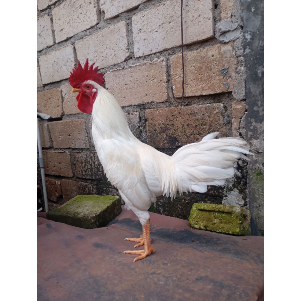 Ayam kampung putih jantan jago di Jakarta