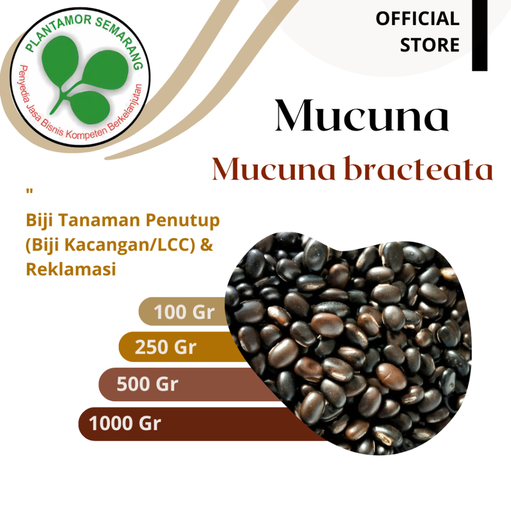 Benih MB Mucuna bracteata / Benih LCC / Kemasan 100 - 1000 gr