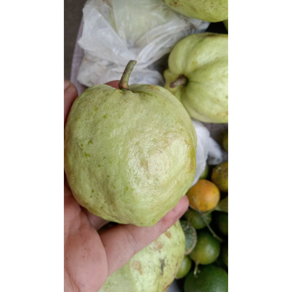 Jambu Kristal dan jambu merah