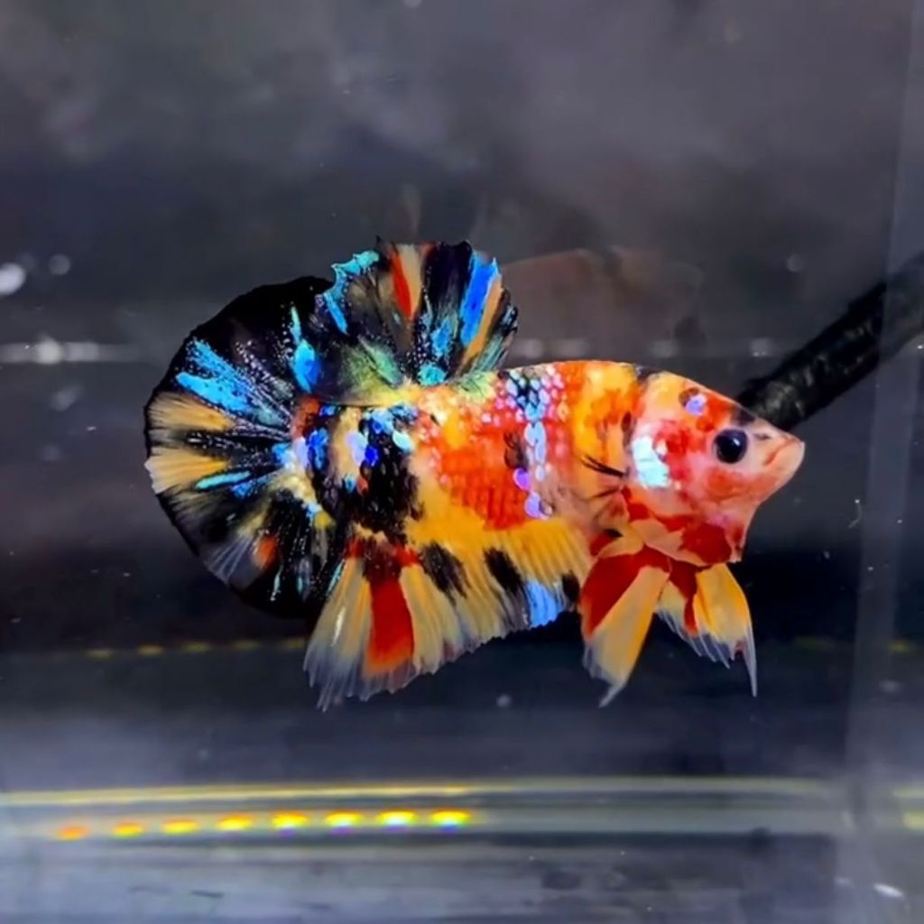 PLAKAT MULTI ORANGE BASE KUALITAS TOP GRADE BETS SELLER