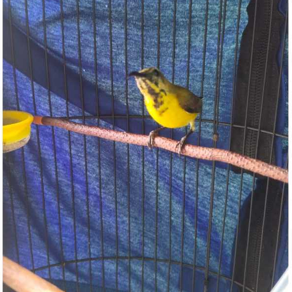 Sogon Trotol Pilihan Calon Prospekan / burung sogok ontong buur