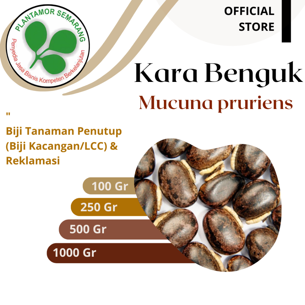 Benih MP Mucuna Pruriens / Benih LCC / Kemasan 100 - 1000 gr